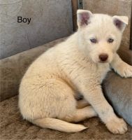 Siberian Husky Puppies for sale in Toutle, Washington. price: $500