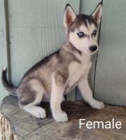 Siberian Husky Puppies for sale in Williamsburg, Ohio. price: $450