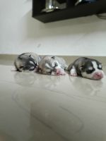 Siberian Husky Puppies for sale in Trivandrum, Kerala. price: 25,000 INR