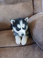 Siberian Husky Puppies for sale in Sandstone, Minnesota. price: $800