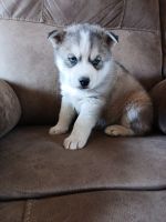 Siberian Husky Puppies for sale in Sandstone, Minnesota. price: $750