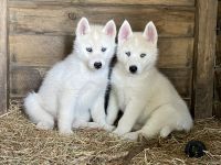 Siberian Husky Puppies for sale in Inverloch, Victoria. price: $1,500
