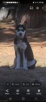 Siberian Husky Puppies for sale in Parker, Colorado. price: $500