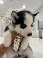Siberian Husky Puppies for sale in 1860 Orangewood Ave, St Cloud, FL 34772, USA. price: $750