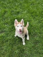 Siberian Husky Puppies for sale in Vancouver, Washington. price: $400
