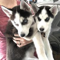 Siberian Husky Puppies for sale in Keystone Heights, FL 32656, USA. price: $500