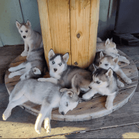 Siberian Husky Puppies for sale in Williamsburg, Ohio. price: $450
