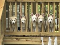 Siberian Husky Puppies for sale in Terrell, Texas. price: $350