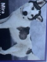 Siberian Husky Puppies for sale in Milford, Delaware. price: NA