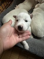 Siberian Husky Puppies for sale in Andover, Massachusetts. price: $1,000