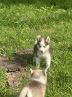 Siberian Husky Puppies for sale in Mesquite, Texas. price: $600