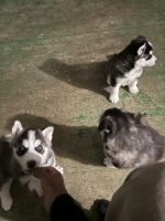 Siberian Husky Puppies for sale in Palmdale, CA, USA. price: $200