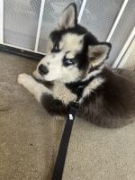 Siberian Husky Puppies for sale in 2323 W Mesa St, San Bernardino, CA 92407, USA. price: $80