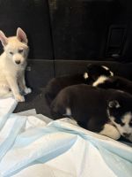 Siberian Husky Puppies for sale in Asbury Park, NJ 07712, USA. price: $850
