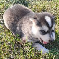 Siberian Husky Puppies for sale in United States. price: $900