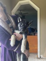Siberian Husky Puppies for sale in St Helen, Richfield Township, MI 48656, USA. price: $500