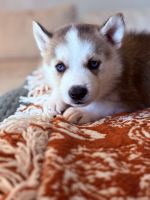 Siberian Husky Puppies for sale in Greenville, SC, USA. price: $650