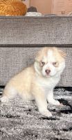 Siberian Husky Puppies for sale in Fairfield, CA, USA. price: $1,200