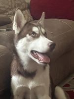 Siberian Husky Puppies for sale in Port Charlotte, FL, USA. price: $400