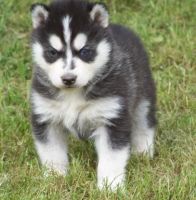 Siberian Husky Puppies for sale in Toronto, ON, Canada. price: $350