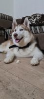 Siberian Husky Puppies for sale in Hebbal Kempapura, Bengaluru, Karnataka, India. price: 7,000 INR