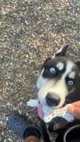 Siberian Husky Puppies for sale in Woodridge, IL, USA. price: $250