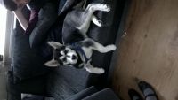 Siberian Husky Puppies for sale in London, UK. price: NA