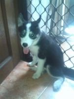 Siberian Husky Puppies for sale in Caloocan, Metro Manila, Philippines. price: 16000 PHP