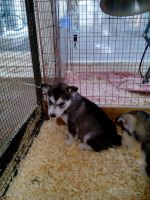 Siberian Husky Puppies for sale in Delvinë District, Albania. price: 650 ALL