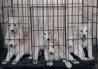 Siberian Husky Puppies for sale in Marcelo Green, Parañaque, Metro Manila, Philippines. price: 15000 PHP