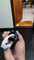 Silkie or Sheltie Guinea Pig Rodents Photos
