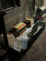 Silkie or Sheltie Guinea Pig Rodents for sale in Conroe, TX, USA. price: $150