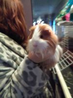 Silkie or Sheltie Guinea Pig Rodents Photos