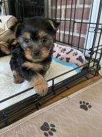 Silky Terrier Puppies for sale in Newton, MA, USA. price: $2,000