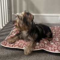 Silky Yorkie Male