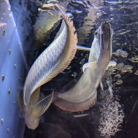 Silver arowana Fishes Photos