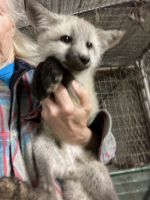 Silver Fox Animals Photos