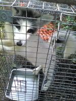 Silver Fox Animals for sale in North Vernon, IN 47265, USA. price: $400