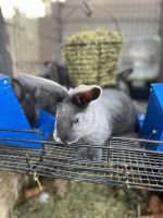 Silver Fox rabbit Rabbits for sale in Wartburg, TN 37887, USA. price: $100