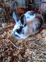 Silver Fox rabbit Rabbits Photos