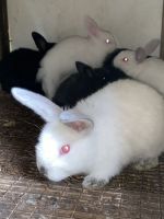 Silver Fox rabbit Rabbits for sale in 9815 US-72, Athens, AL 35611, USA. price: $75