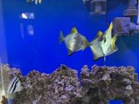 Silver moony Fishes Photos