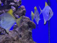 Silver moony Fishes Photos