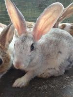 Silver rabbit Rabbits Photos