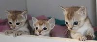 Singapura Cats for sale in AL-170, Wetumpka, AL, USA. price: $1,400