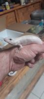 Skink Reptiles for sale in 80 Pondella Rd, North Fort Myers, FL 33903, USA. price: $124,999