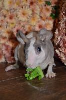 Skinny pig Rodents Photos