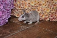Skinny pig Rodents Photos