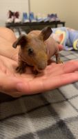 Skinny pig Rodents for sale in Lawton, Oklahoma. price: $100