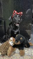 Skye Terrier Puppies Photos